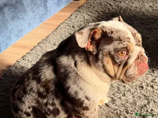 English Bulldog dogs Stunning MERLE bitch 1 year old 💫 - Advert 1