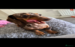 Miniature Dachshund dogs for sale: Miniature dachshunds - Image 12