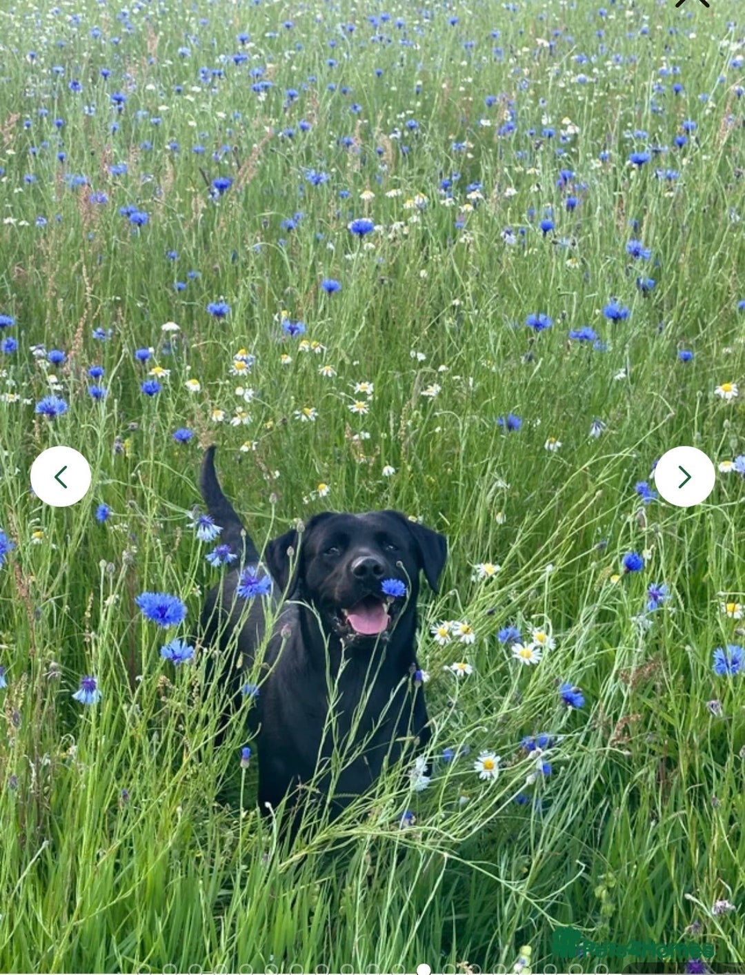 Labrador Retriever dogs for sale: Velvet black old English Labrador puppies  - Advert 20
