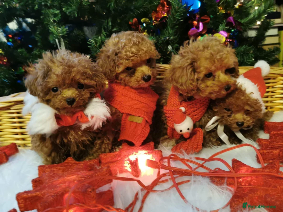 Toy Poodle dogs for stud: Stunning true to type Asian toy poodle in Lanark - Advert 10