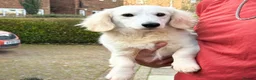 Miniature Dachshund dogs for stud: Platinum Cream Stud⚡️🤍 - Advert 2