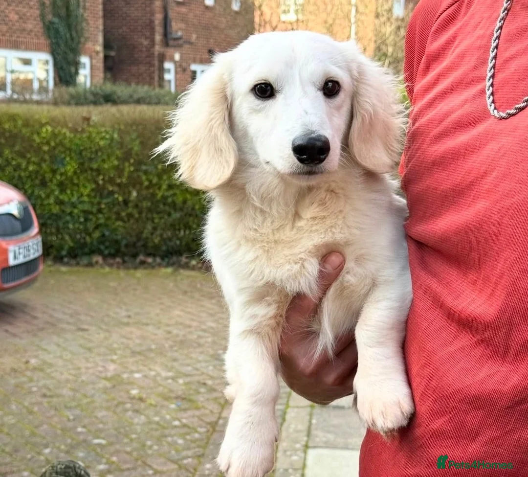 Miniature Dachshund dogs for stud: Platinum Cream Stud⚡️🤍 - Advert 2