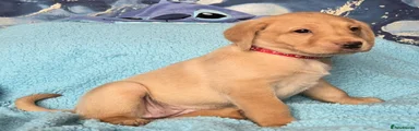 Labrador Retriever Puppy 6