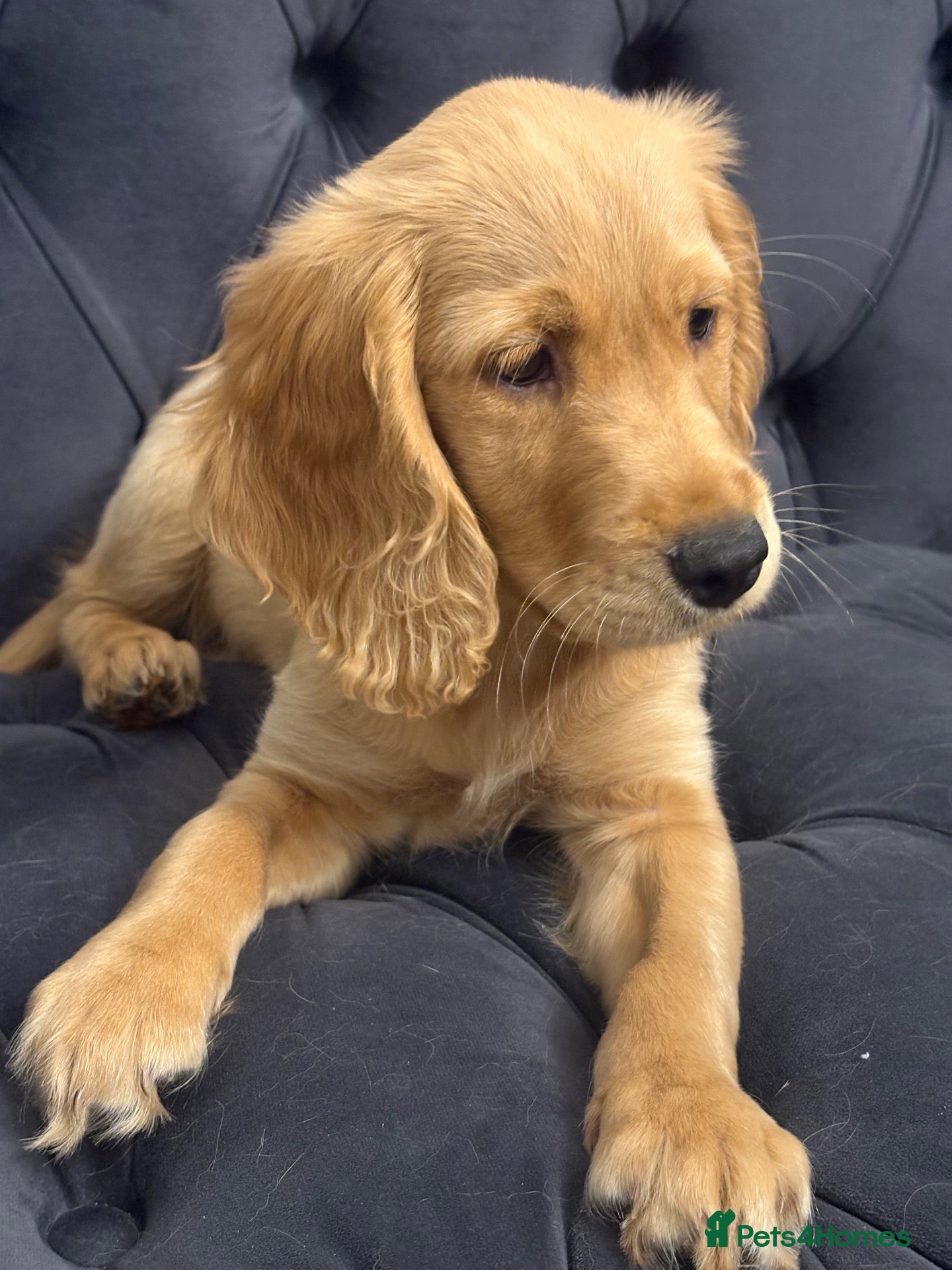 Mixed Breed dogs Mini golden retrievers ( DAKOTA SPORT RETRIEVERS)  - Advert 2
