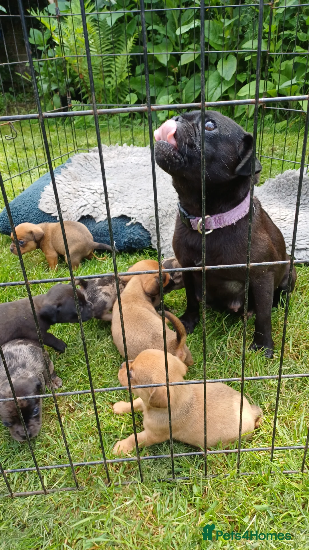 Mixed Breed dogs for sale: Pug X Dachund puppies - Advert 1