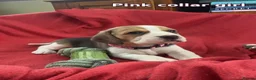 Beagle dogs for sale: Beautiful Beagle puppies for sale  - Advert 6