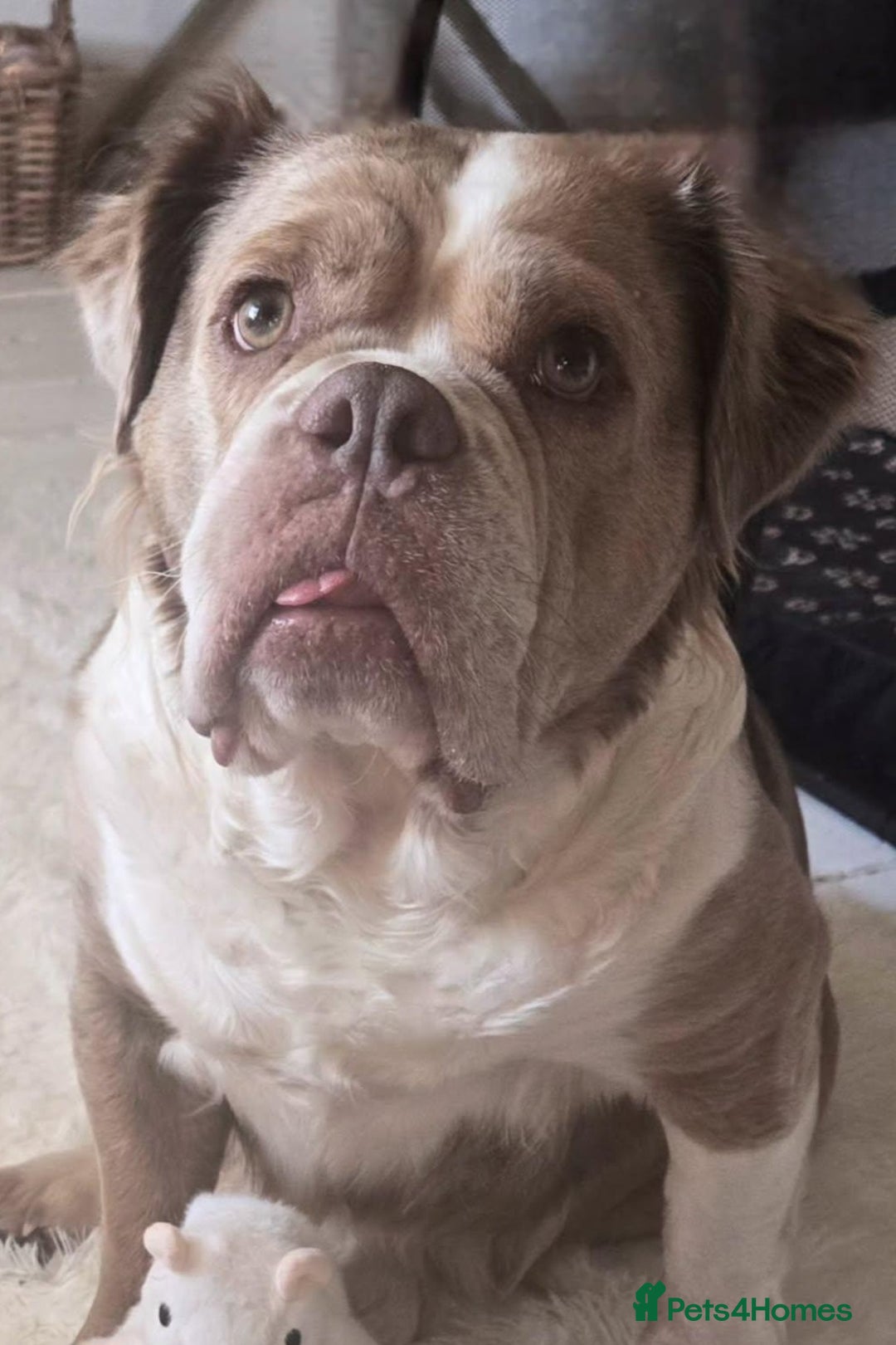 Olde English Bulldogge dogs for sale: Mammut : Fluffy Olde English Bulldog puppies. - Advert 18