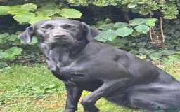 Labrador Retriever dogs for sale: Labrador Bitch - Image 2