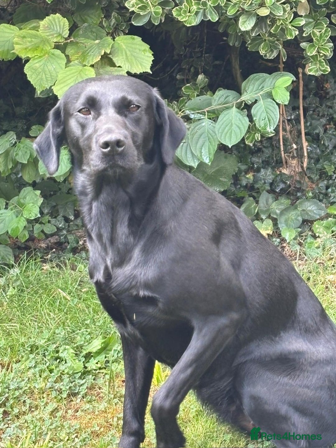 Labrador Retriever dogs for sale: Labrador Bitch - Image 2