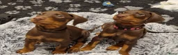 Dobermann dogs for sale: HEALTH TESTED,HOME REARED STUNNING DOBERMAN PUPS  - Advert 20