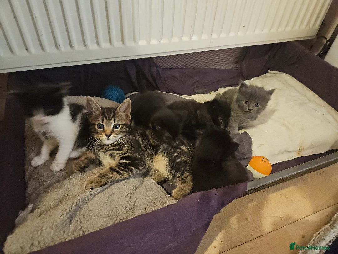 Mixed Breed cats for sale: Free kitten - Image 16
