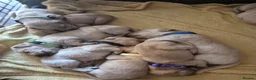 Labrador Retriever dogs for sale: Fox Red Labrador puppies  - Advert 1