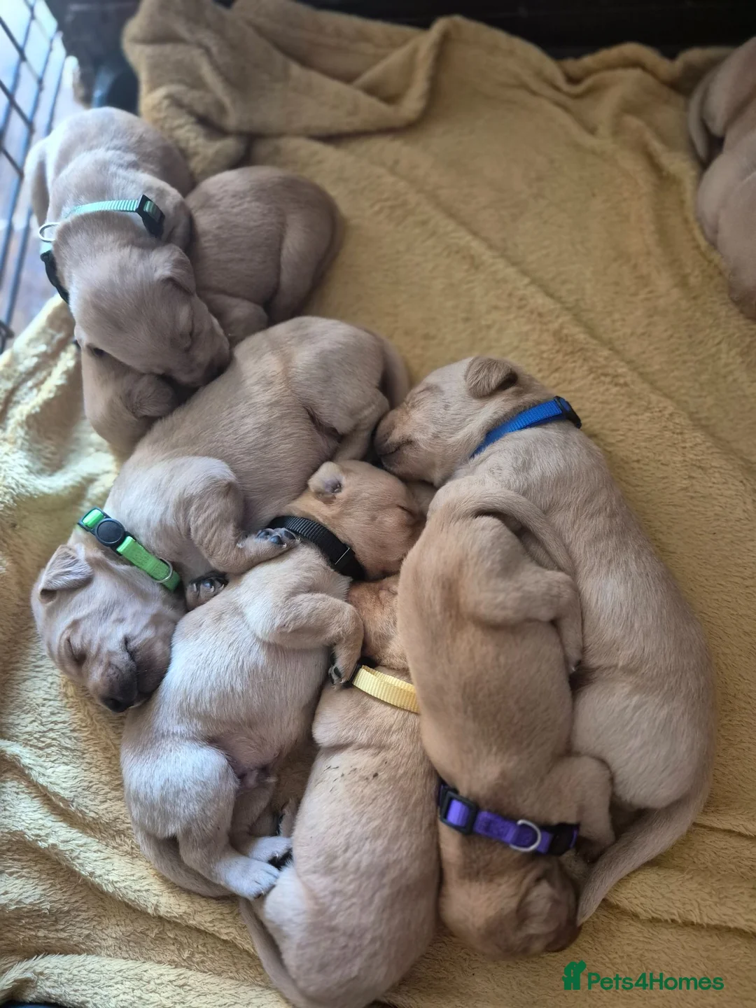 Labrador Retriever dogs for sale: Fox Red Labrador puppies  - Advert 1