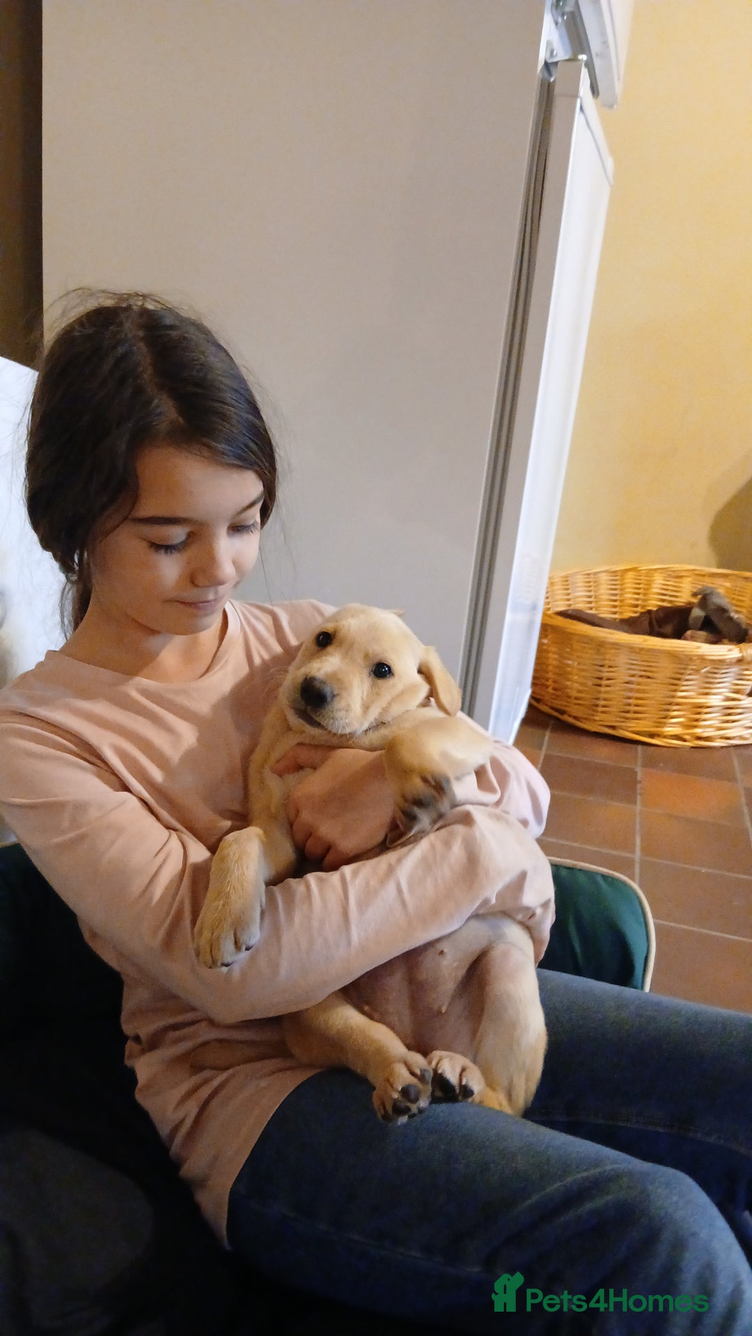 Labrador Retriever dogs for sale: Exceptional FTCHAMPION Labrador Retriever Puppies - Image 6