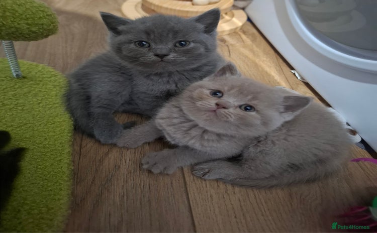 British Shorthair cats in Swadlincote - Advert 9