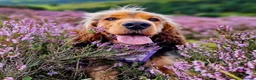 Cocker Spaniel dogs for sale: Sykehead cocker spaniel KC comprehensive health - Advert 5