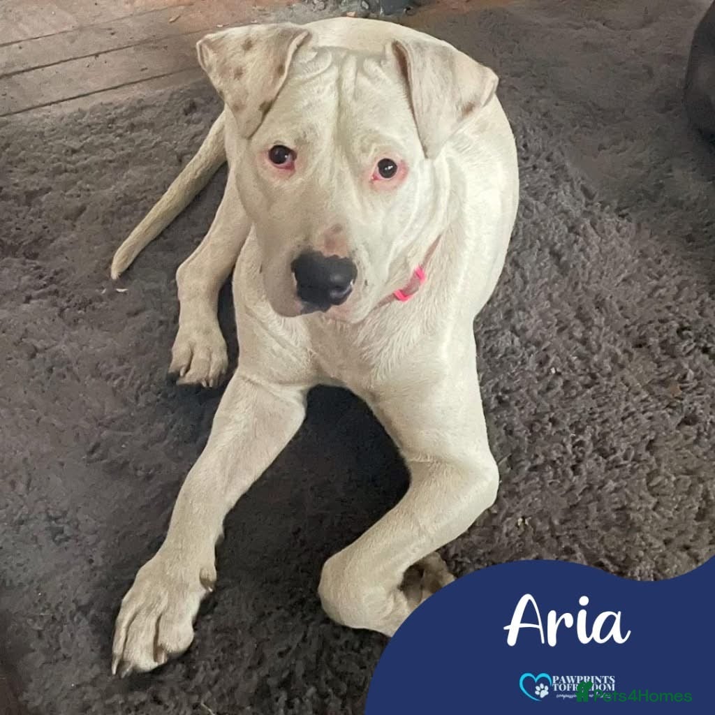 Mixed Breed dogs Meet Aria, currently residing in Ormskirk  - Advert 8