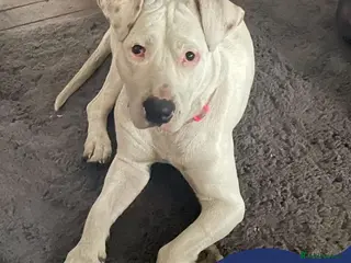 Mixed Breed dogs Meet Aria, currently residing in Ormskirk - Advert 20