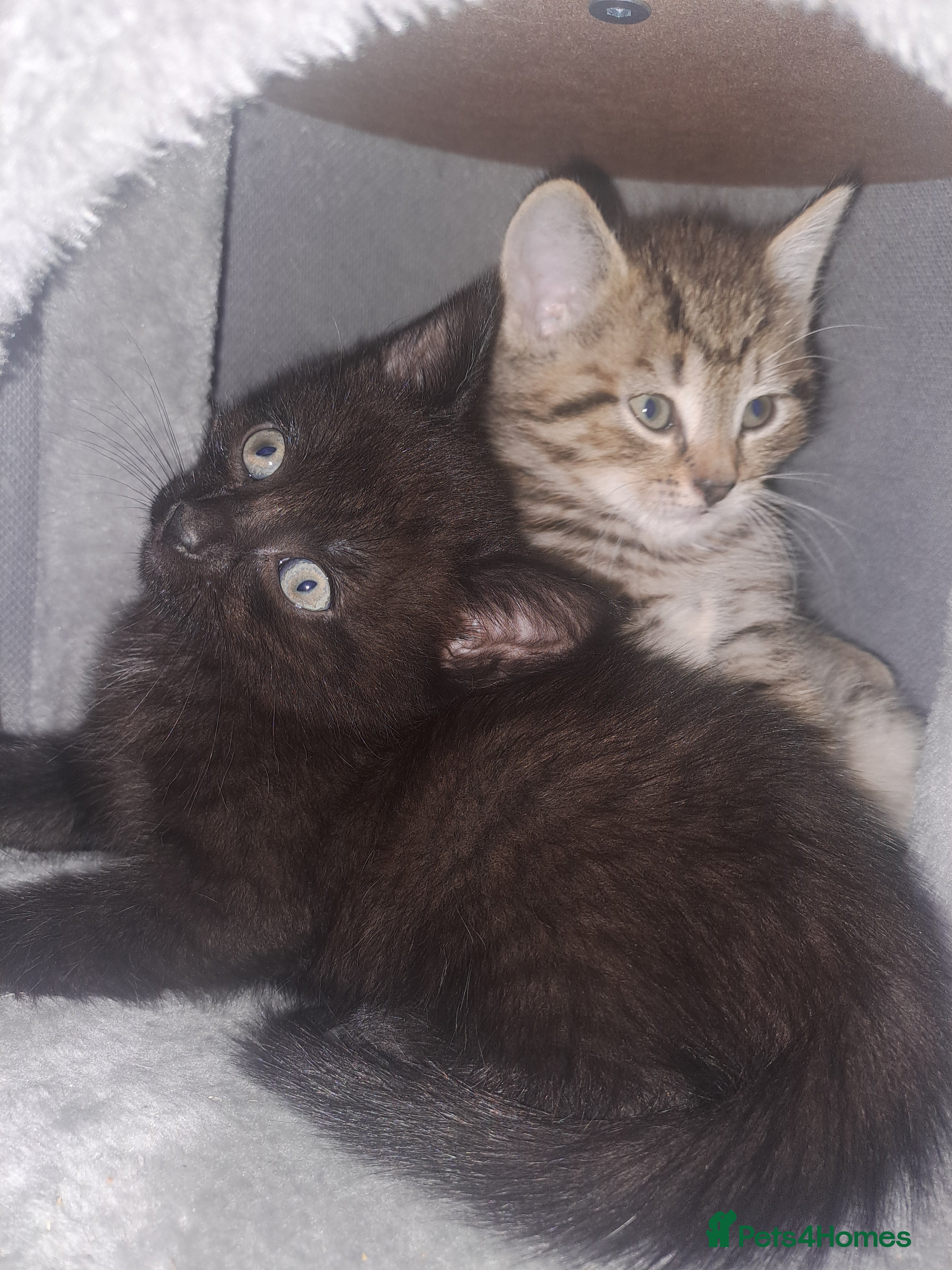 Mixed Breed cats 6 month old bengal×domestic short hair - Advert 6