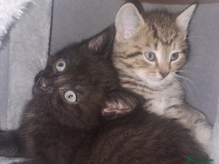 Mixed Breed cats 6 month old bengal×domestic short hair - Advert 2