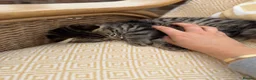 Mixed Breed cats for sale: Long haired kittens for sale  - Advert 8