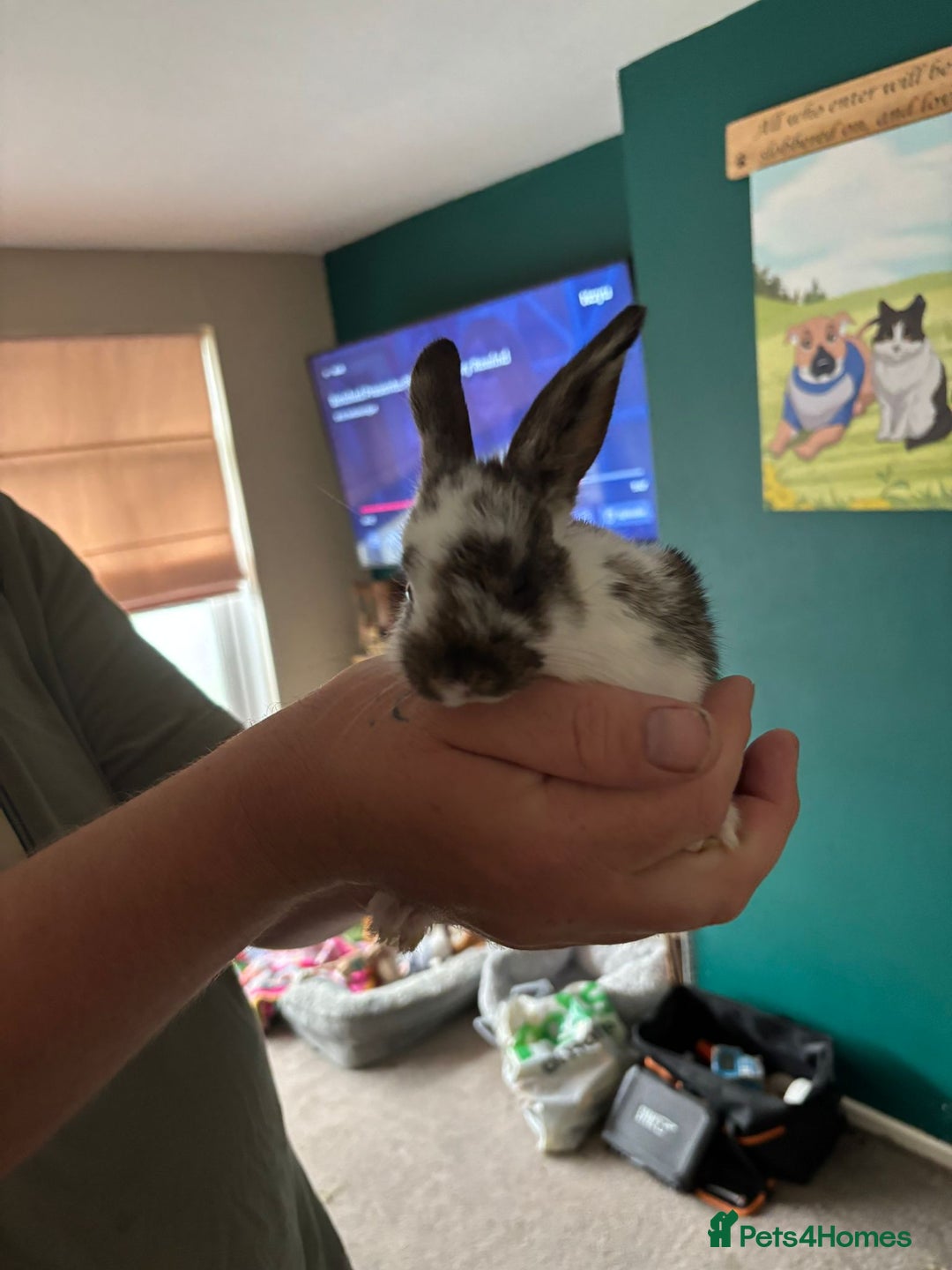 Mini Lop rabbits for sale: 8 baby rabbits - Image 2