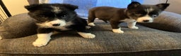 Border Collie dogs for sale: Border Collie Puppies  - Advert 20