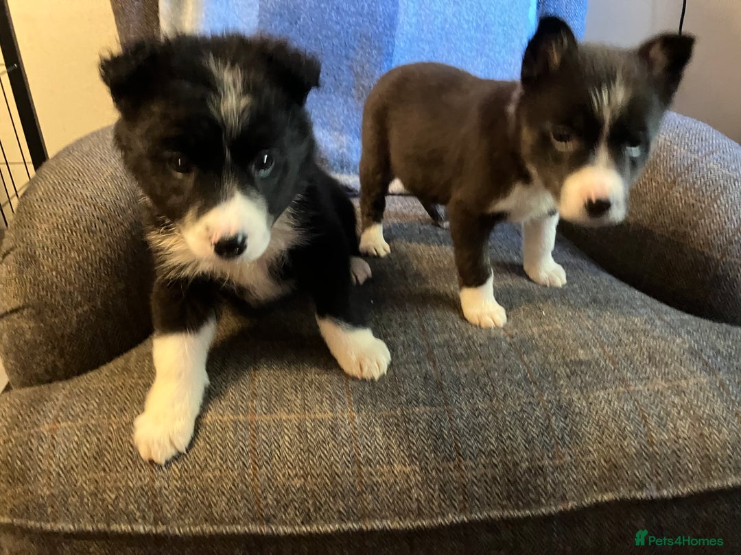 Border Collie dogs for sale: Border Collie Puppies  - Advert 20