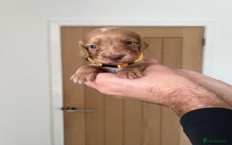 Cocker Spaniel dogs for sale: Working cocker spaniels - Image 6