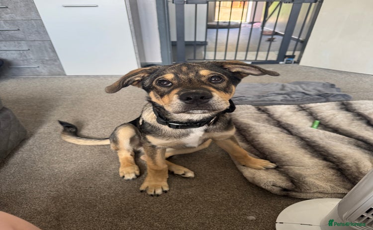 Mixed Breed dogs - Advert 2