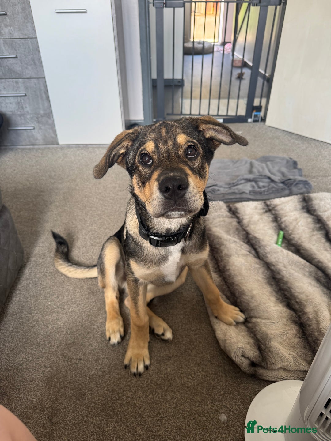 Mixed Breed dogs for sale: 5 month old Rottweiler x Japanese Akita puppy - Image 1