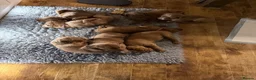 Irish Setter dogs for sale: Irish Red Setter Puppies  - Advert 4