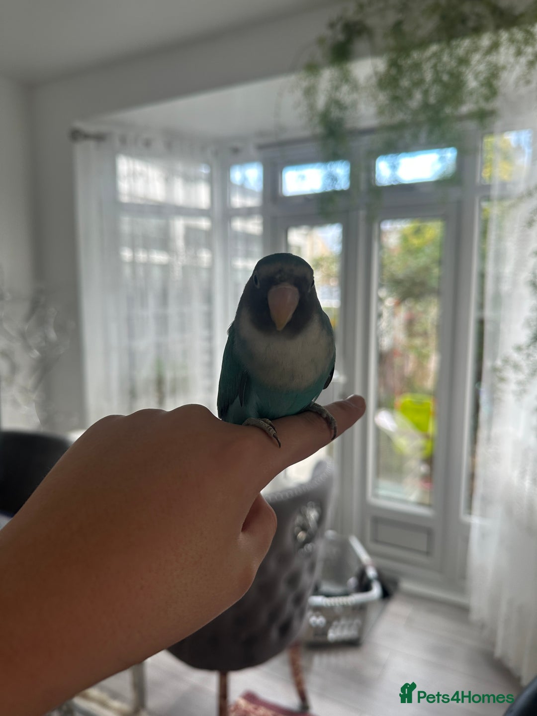 Lovebirds birds for sale: Love Bird - Advert 4