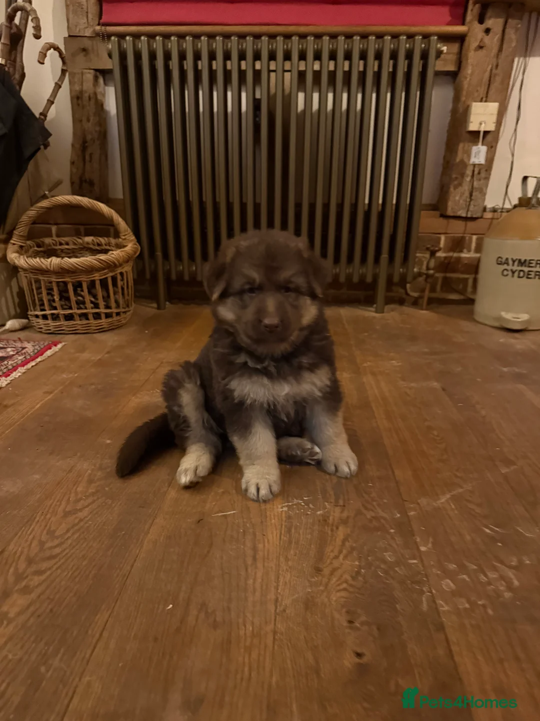 German Shepherd dogs for sale: KC reg health tested parents  - Advert 13