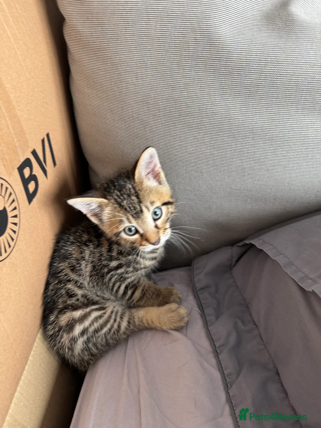 Mixed Breed cats for sale: TICA Registered Bengal x Russian Blue Kittens - Advert 12