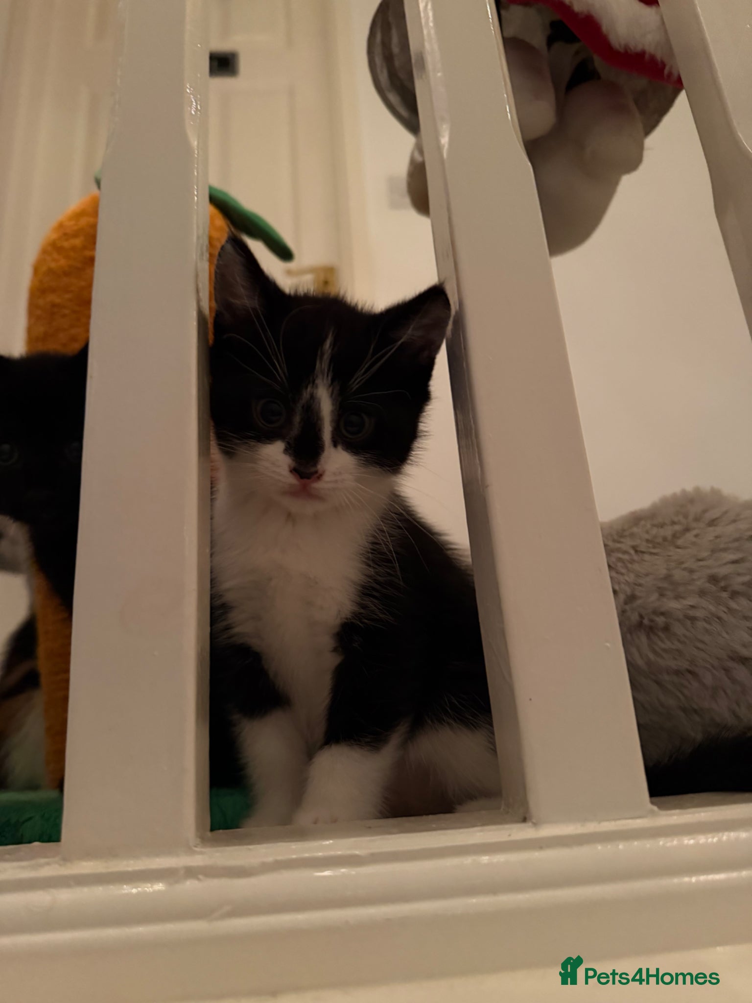 Mixed Breed cats Looking for forever home - Advert 5