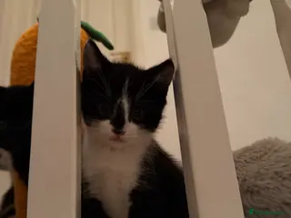 Mixed Breed cats Looking for forever home - Advert 5