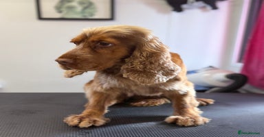 Cocker Spaniel dogs - Advert 14