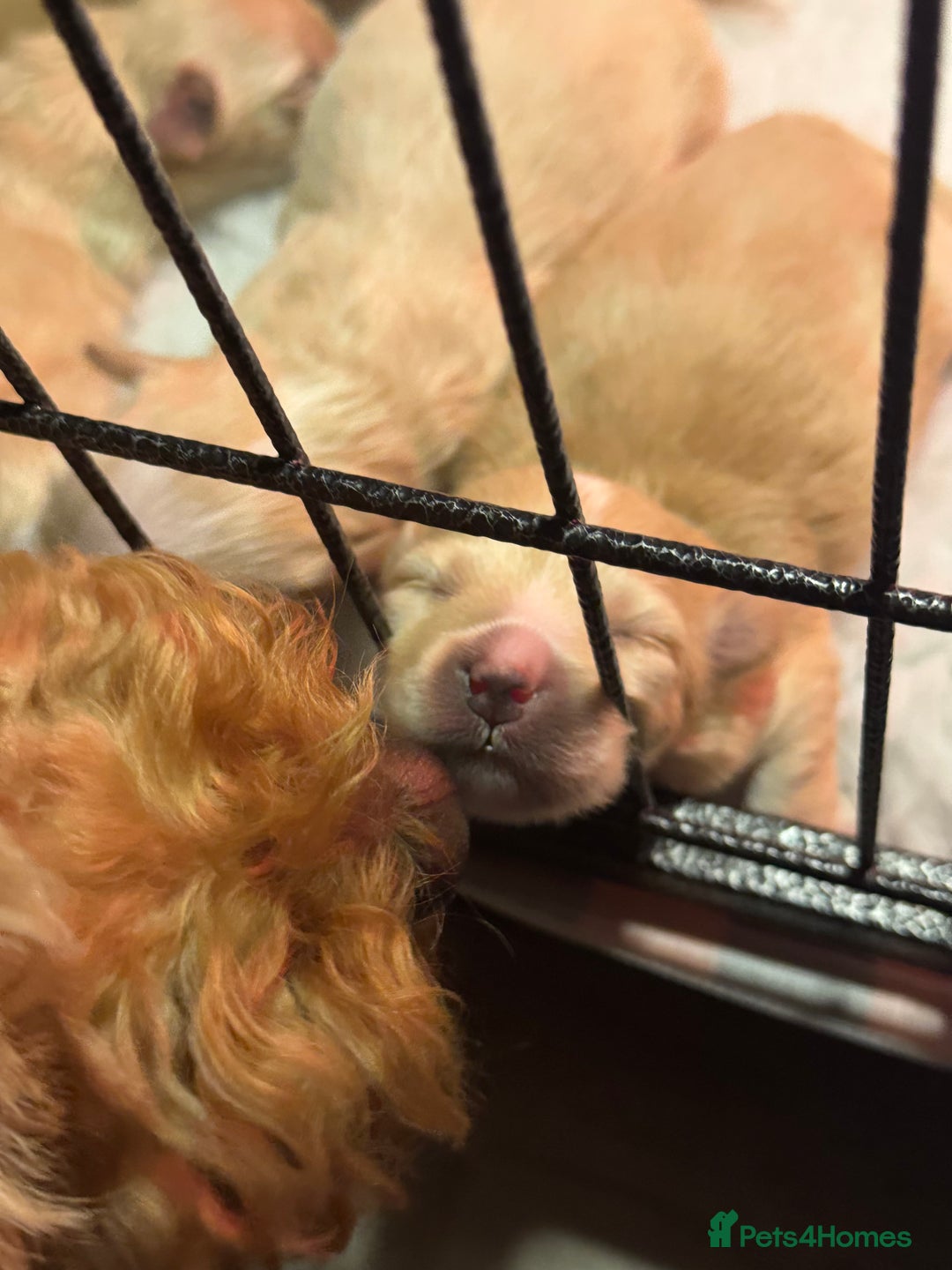 Maltipoo dogs for sale: Tiny Fluffy Bundles of Joy – Ready Mid-January! - Advert 3