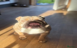 English Bulldog dogs for sale: 2 year old KC English Bulldog  - Image 3