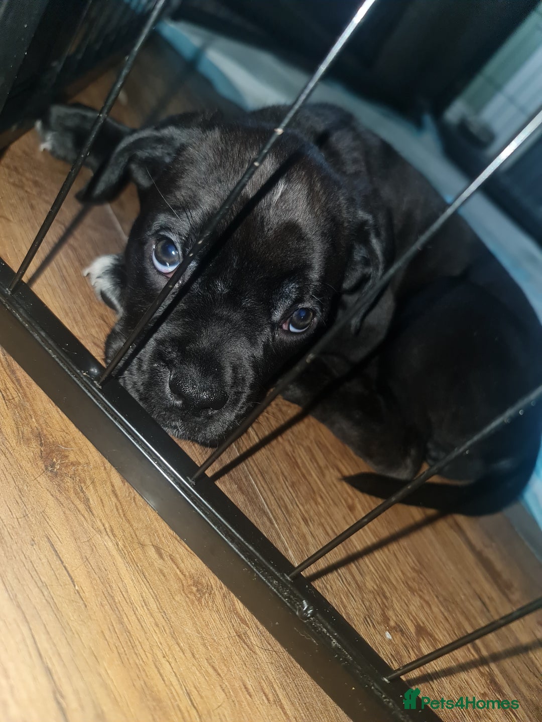 Cane Corso dogs for sale: 2 beautiful cane corso puppies  - Advert 4