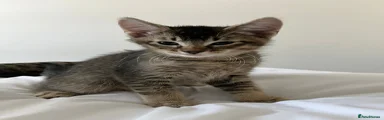Abyssinian & Bengal Kitten 2 - Ash 