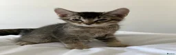 Abyssinian cats for sale: 2/6 LEFT - Abyssinian Bengal Kittens!!! - Advert 5