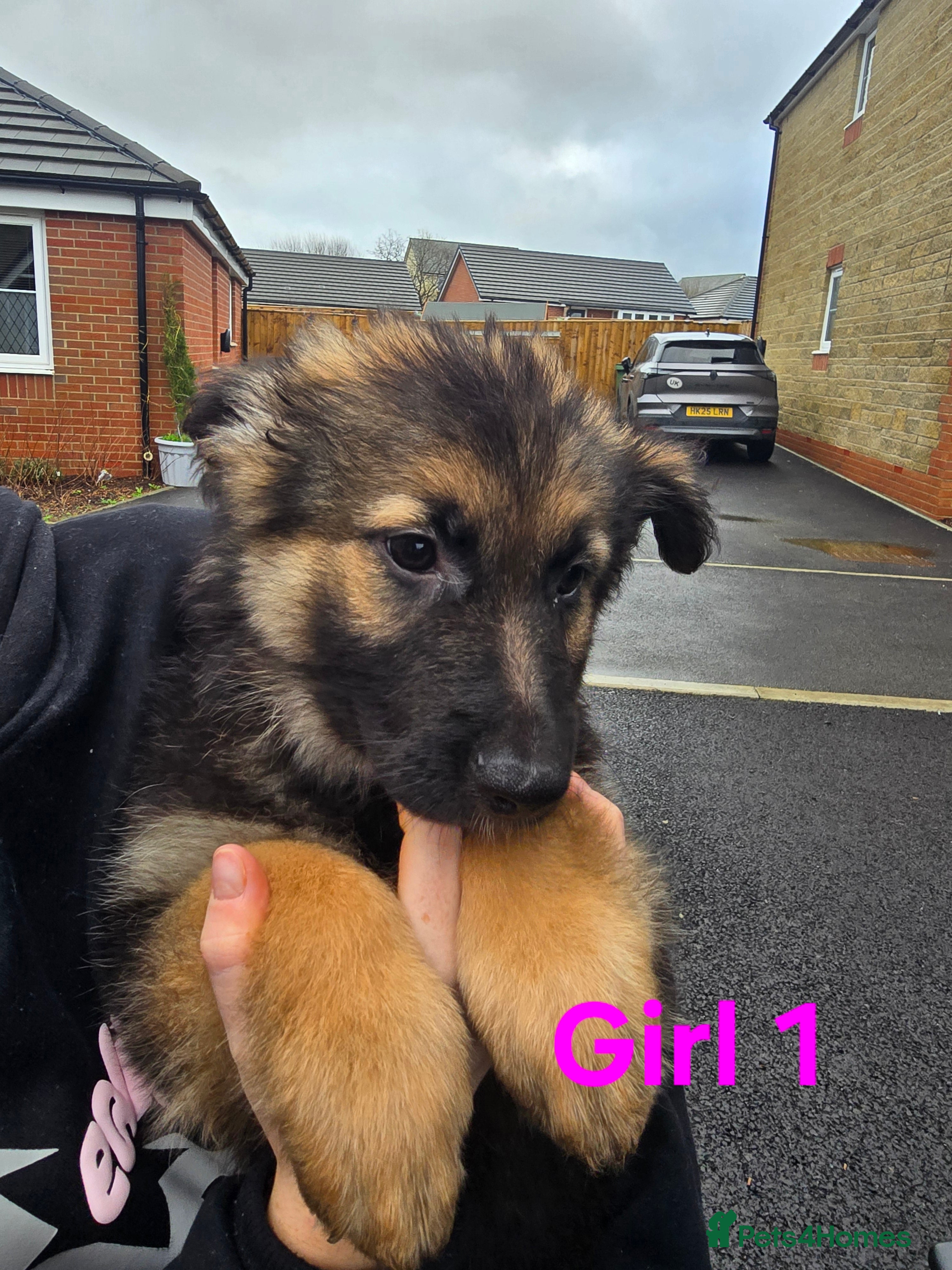 German Shepherd dogs German Shepherd Puppies - Advert 1