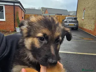 German Shepherd dogs German Shepherd Puppies - Advert 1