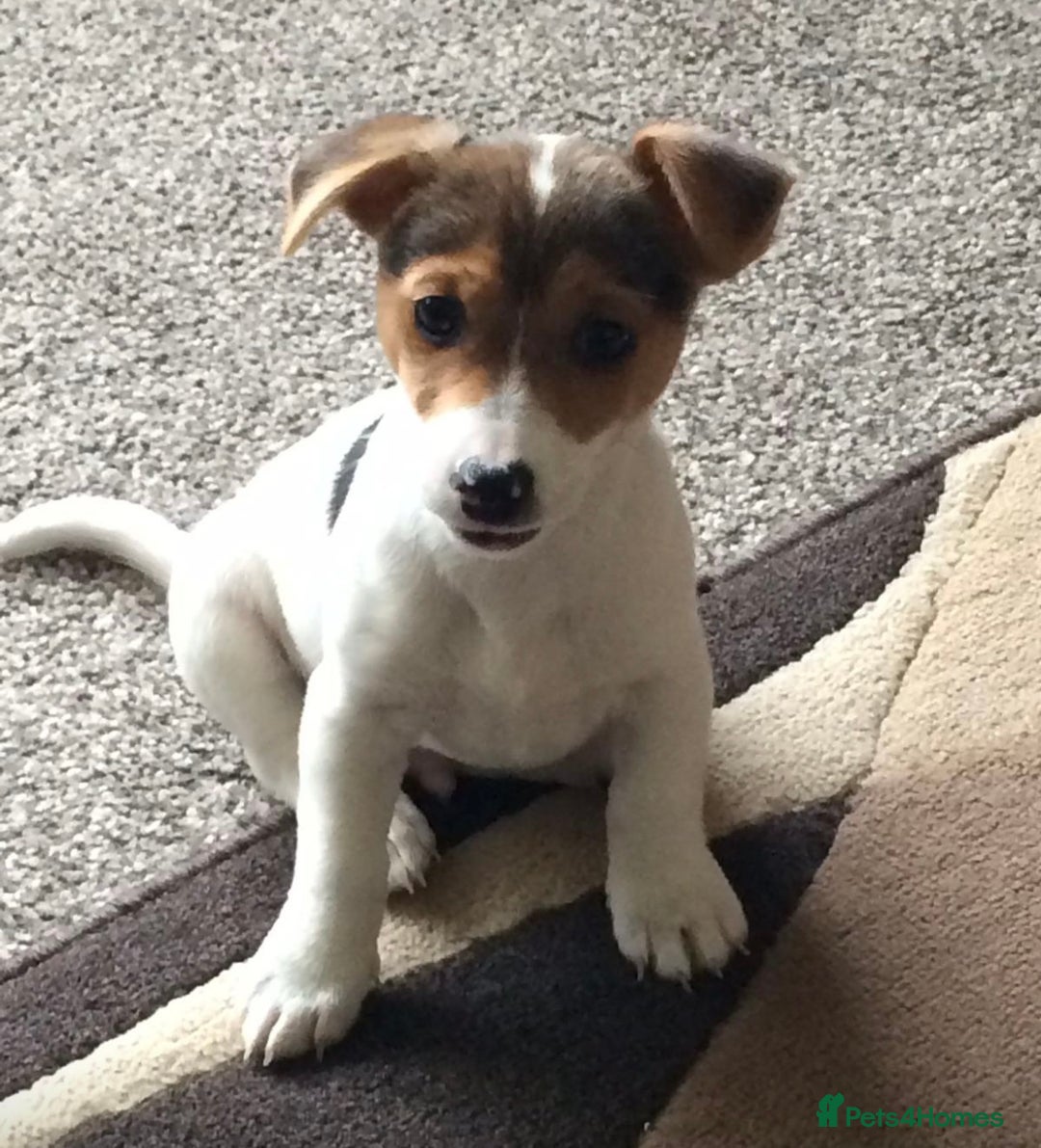 Mixed Breed dogs for sale: First litter of 7 Jack Russel puppies  - Advert 5