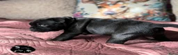 Staffordshire Bull Terrier dogs for sale: 🐾 KC  Staffordshire Bull Terrier Puppies in West Bromwich - Advert 10