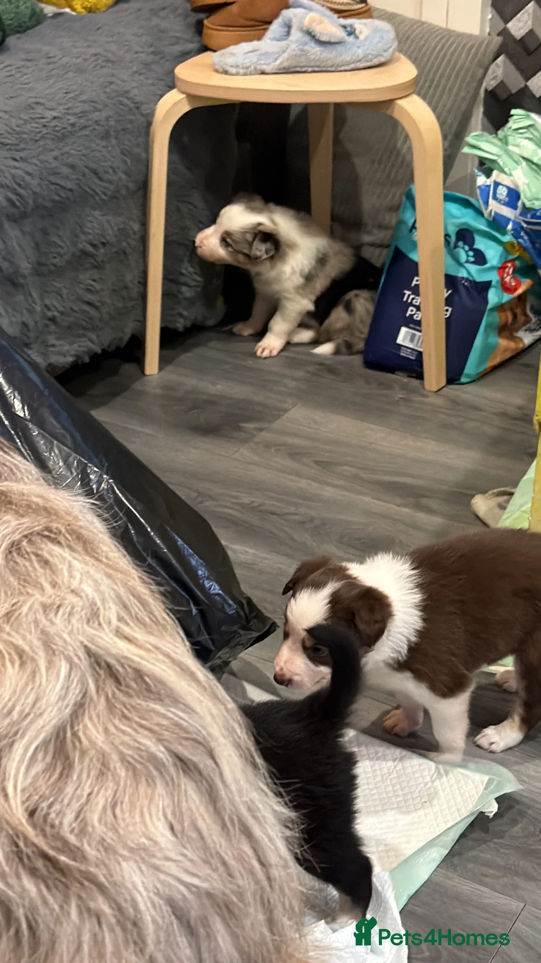 Mixed Breed dogs for sale: Stunning Border Collie Cross Puppies Family Raised - Advert 15