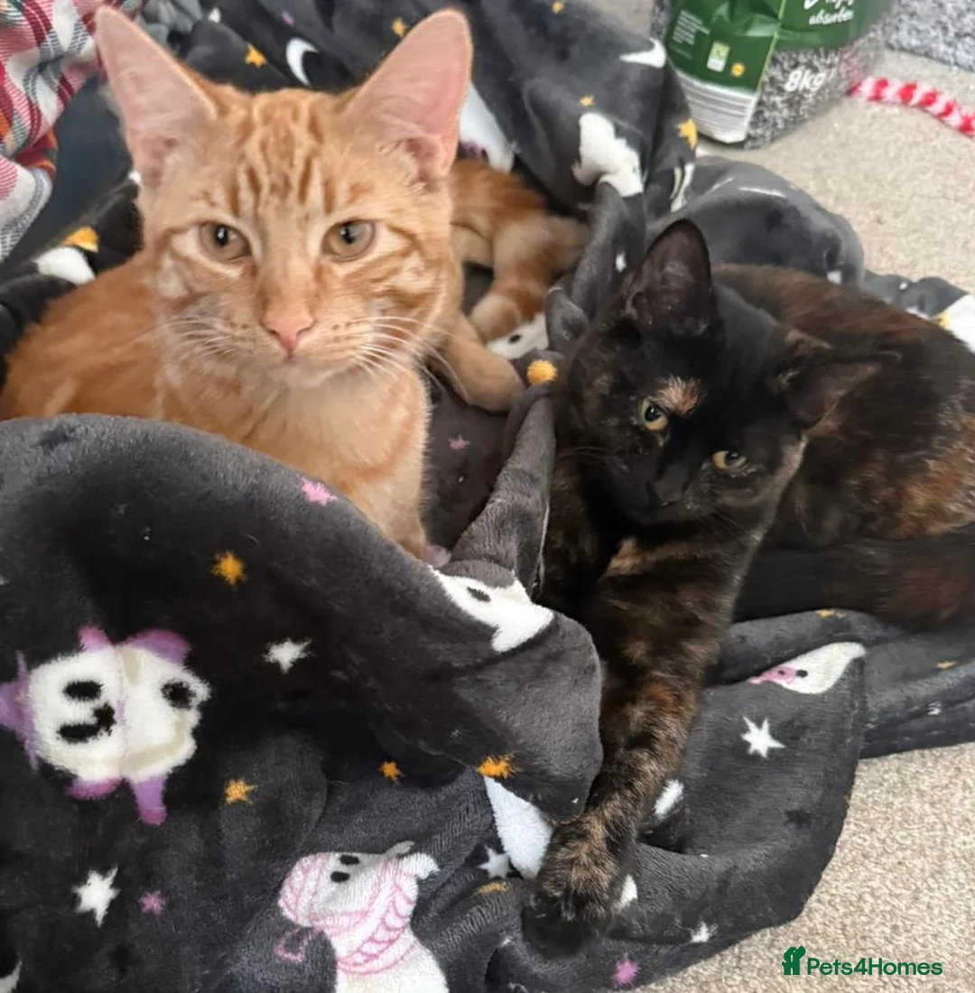 Mixed Breed cats for sale: Ginger male & tortoise girl 7 months old - Advert 5