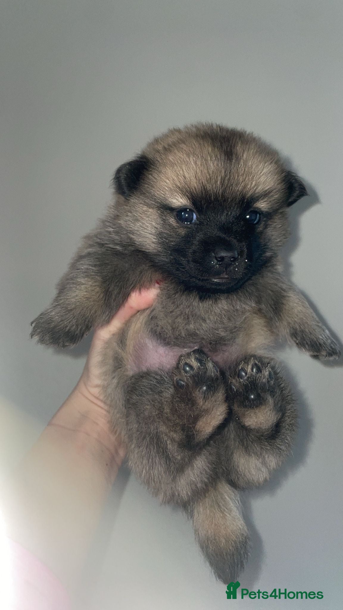 Mixed Breed dogs Aussie poos  - Advert 1